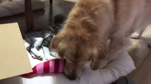 ゴールデンレトリバー 猫 交流