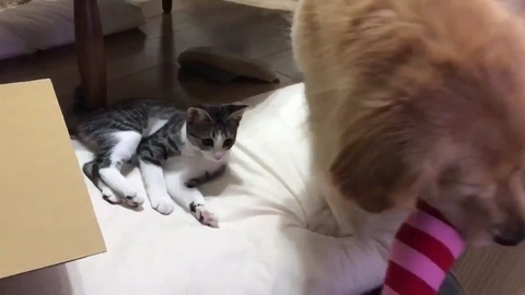 ゴールデンレトリバー 猫 交流