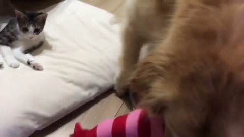 ゴールデンレトリバー 猫 交流