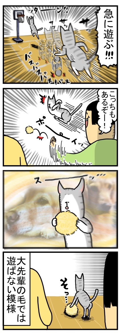 ゴールデンレトリバー 猫 交流