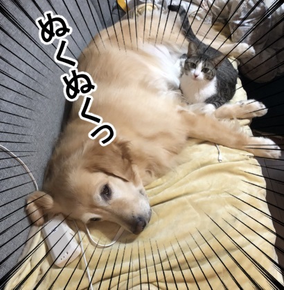 ゴールデンレトリバー 猫 交流