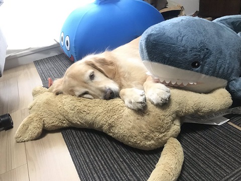 ゴールデンレトリバー 猫 交流