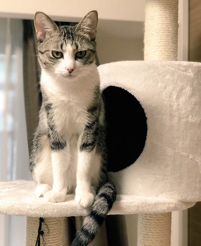 ゴールデンレトリバー 猫 交流