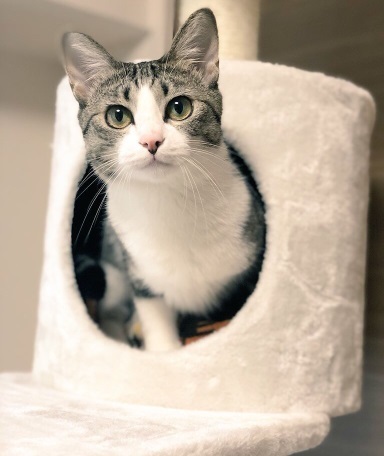 ゴールデンレトリバー 猫 交流