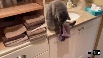 Cat Plays Peek A Boo with Security Camera