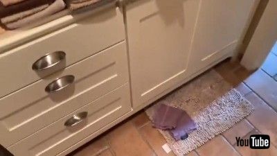 Cat Plays Peek A Boo with Security Camera