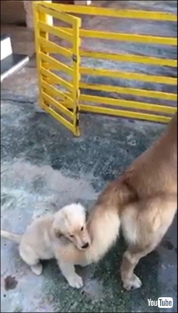 しっぽが当たりまくる子犬