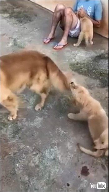 しっぽが当たりまくる子犬