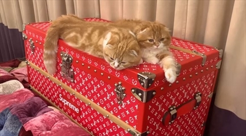 まるおともふこ