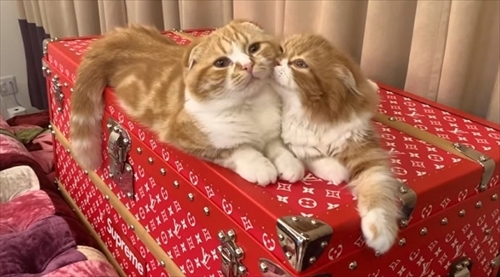 まるおともふこ