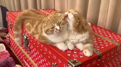 まるおともふこ