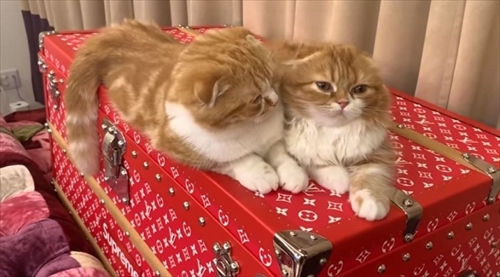 まるおともふこ