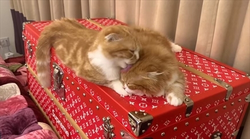 まるおともふこ