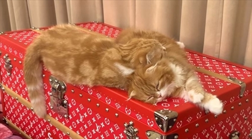 まるおともふこ