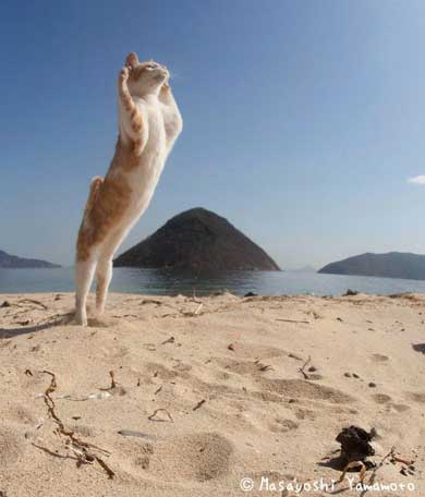 立ち猫 山本正義 写真集 猫 Instagram