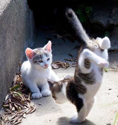 立ち猫 山本正義 写真集 猫 Instagram