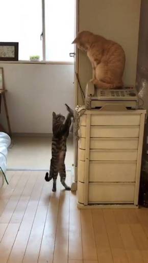 こぎん君 思わぬアタック