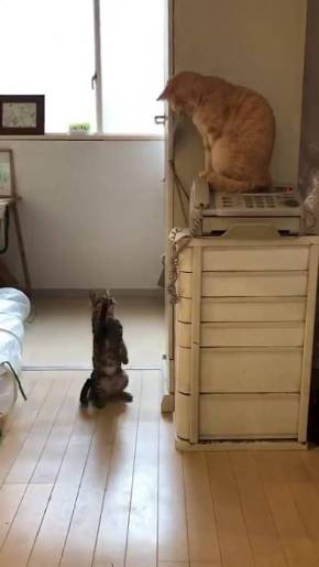 こぎん君 思わぬアタック