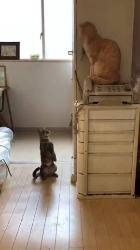 猫