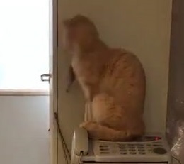 こぎん君 思わぬアタック