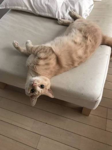 こぎん君 思わぬアタック