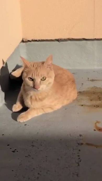 こぎん君 思わぬアタック