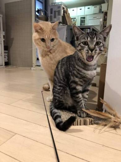 こぎん君 思わぬアタック