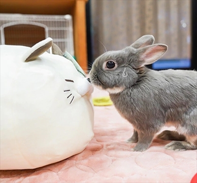 うさぎのふうた