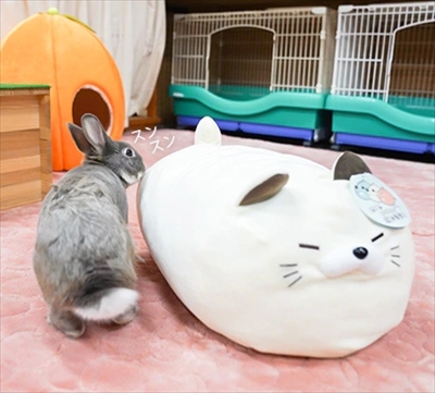 うさぎのふうた