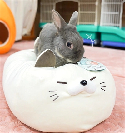 うさぎのふうた