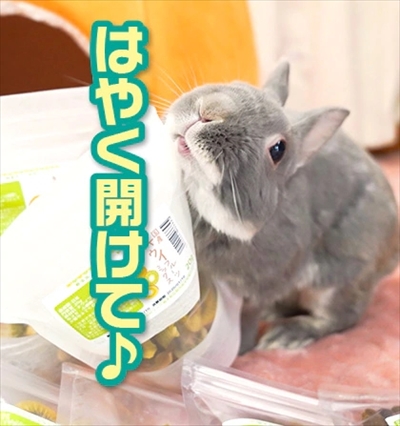 うさぎのふうた