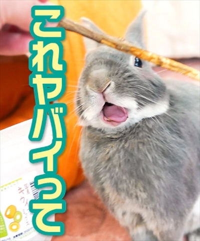 うさぎのふうた