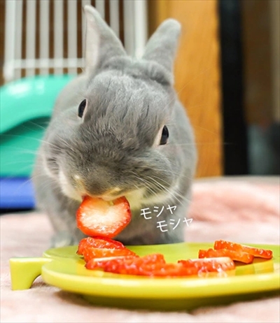 うさぎのふうた