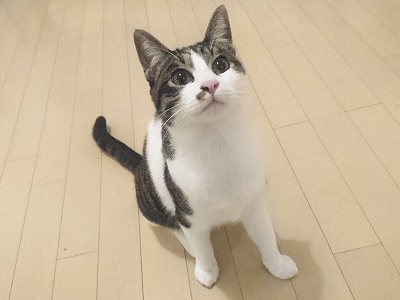 にゃんころ家AR