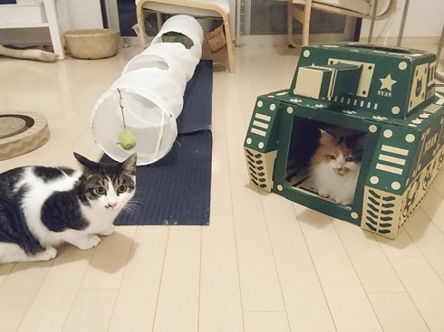 にゃんころ家AR
