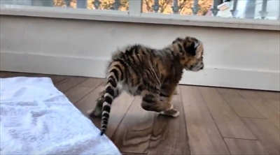 アフリカンサファリ　トラの赤ちゃん