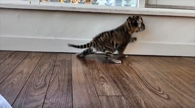 アフリカンサファリ　トラの赤ちゃん