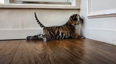 アフリカンサファリ　トラの赤ちゃん