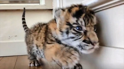 アフリカンサファリ　トラの赤ちゃん