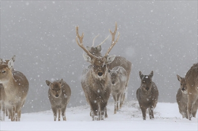 アフリカンサファリ　トラの赤ちゃん