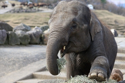 アフリカンサファリ　トラの赤ちゃん