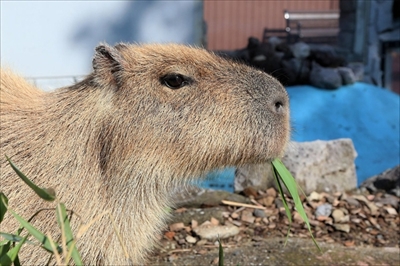 アフリカンサファリ　トラの赤ちゃん