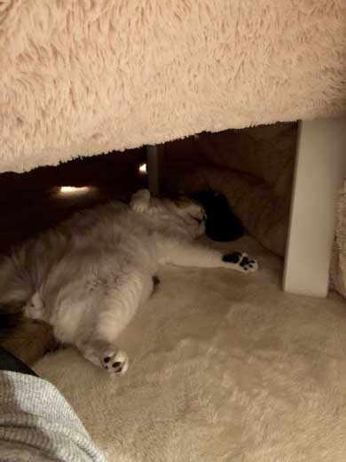 コタツ 足のばせない 理由 猫 寝てる どんぐり