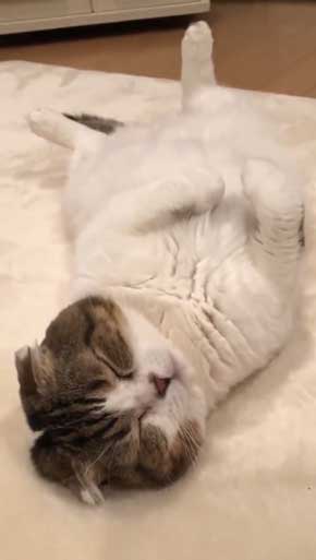 コタツ 足のばせない 理由 猫 寝てる どんぐり