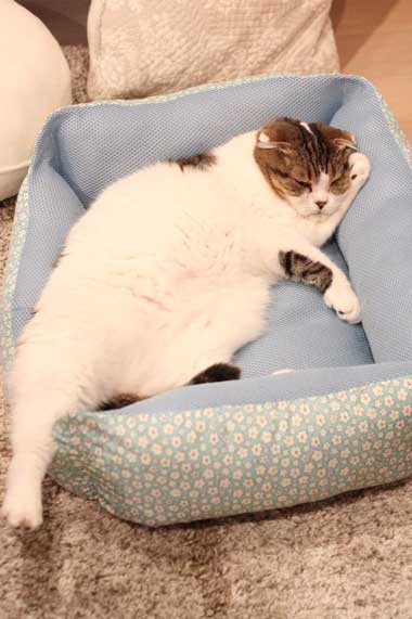 コタツ 足のばせない 理由 猫 寝てる どんぐり