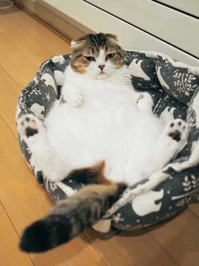コタツ 足のばせない 理由 猫 寝てる どんぐり