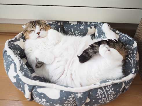 コタツ 足のばせない 理由 猫 寝てる どんぐり
