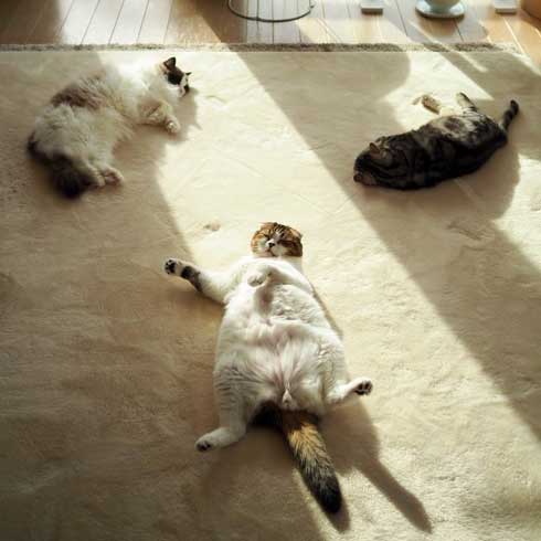コタツ 足のばせない 理由 猫 寝てる どんぐり