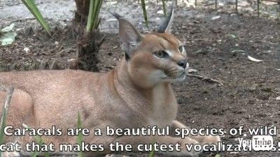 カラカルの鳴き声