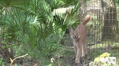 カラカルの鳴き声